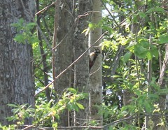 Dendrocopos major kamtschaticus