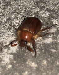 Holochelus