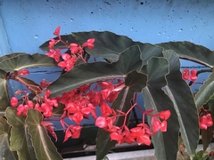 Begonia coccinea