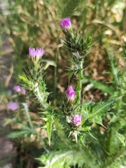 Carduus pycnocephalus