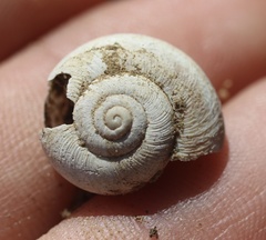 Helminthoglypta tudiculata