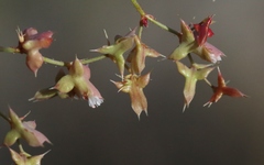 Centrostegia thurberi