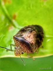 Oncotropis carinatus