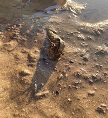 Clibanarius taeniatus