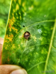 Oncotropis carinatus