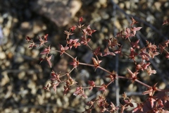 Centrostegia thurberi