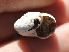Helminthoglypta tudiculata