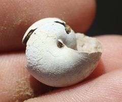Helminthoglypta tudiculata