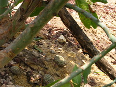 Strombocactus disciformis