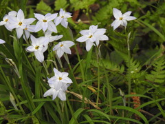 Ipheion