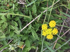 Lomatium triternatum