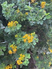 Medicago arborea