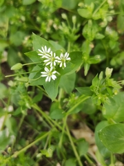 Stellaria media