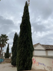 Cupressus sempervirens