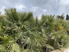 Chamaerops humilis