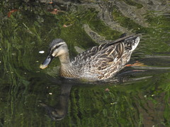 Anas platyrhynchos × zonorhyncha