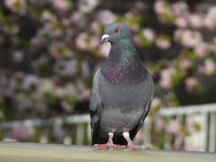 Columba livia domestica