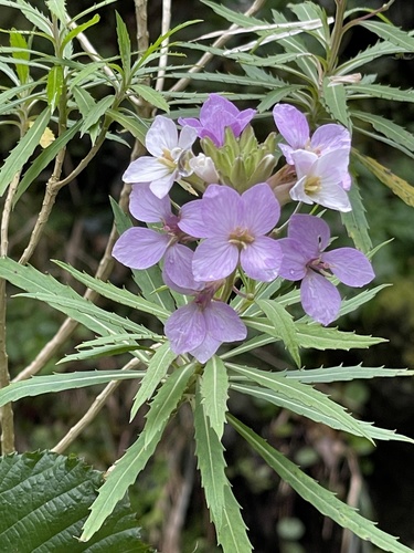 Erysimum bicolor