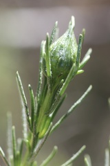 Gnorimoschema octomaculella