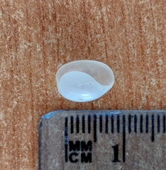 Haminoeidae
