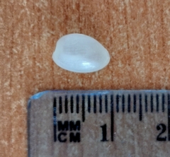 Haminoeidae