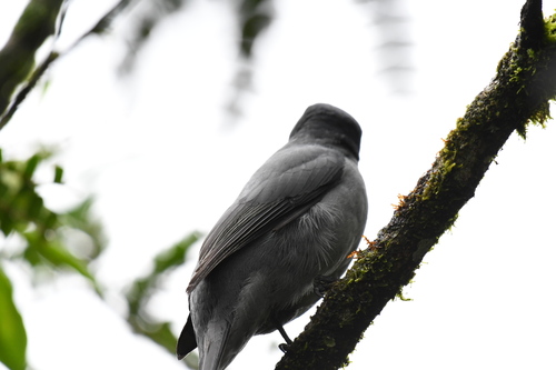 Madagascar Cuckooshrike (Ceblepyris cinereus), photo 4