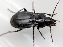 Abax carinatus
