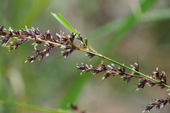 Gahnia tristis
