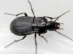Abax carinatus