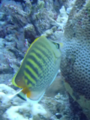 Chaetodon punctatofasciatus