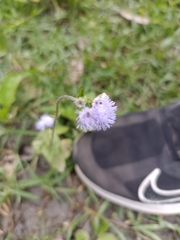 Ageratum houstonianum