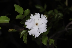 Dolichandrone falcata