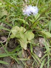 Ageratum houstonianum