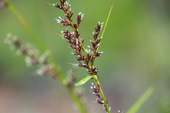 Gahnia tristis