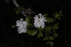 Dolichandrone falcata