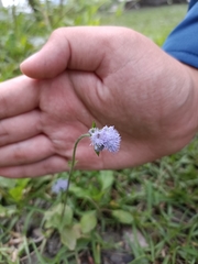 Ageratum houstonianum