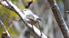 Herpsilochmus atricapillus