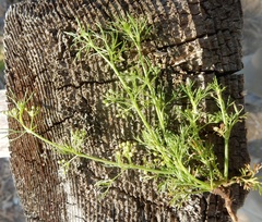 Spermolepis