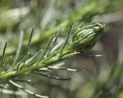 Gnorimoschema octomaculella