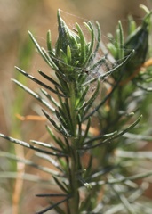 Gnorimoschema octomaculella