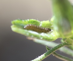 Gnorimoschema octomaculella