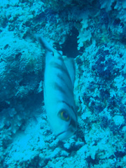 Priacanthus