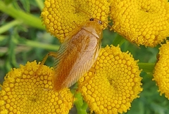 Ectobius vittiventris