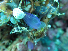 Rhopalaea