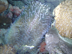 Ctenactis