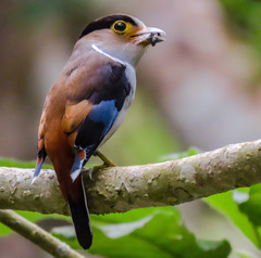 Silver-Breasted Broadbill photo 2