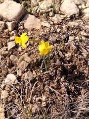 Narcissus assoanus