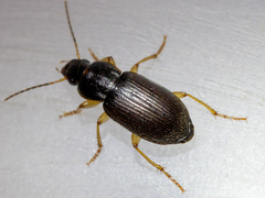 Parophonus maculicornis