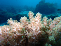 Conglomeratusclera coerulea