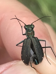 Cicindela punctulata punctulata